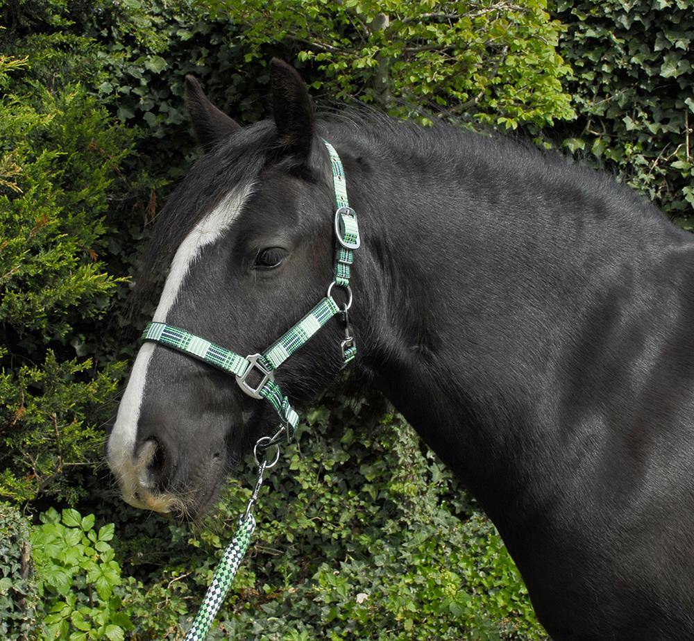 Rhinegold Carnival Licol et Longe - SHOPHORSE